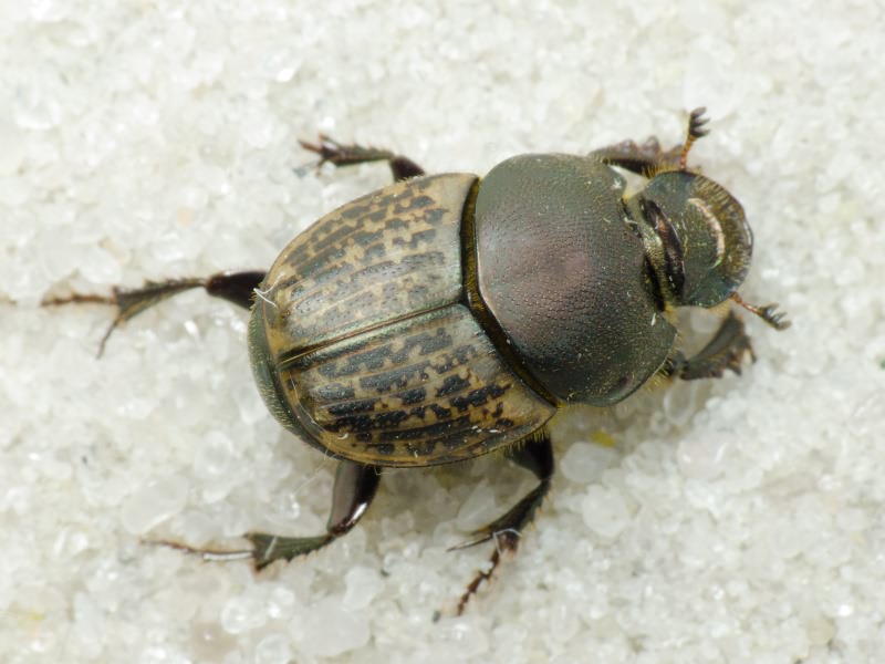 Onthophagus (Palaeonthophagus) medius (Kugelann, 1792)